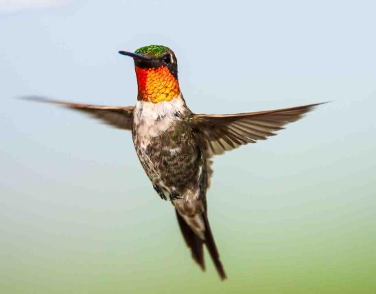 Ruby-throated hummingbird hovering in flight