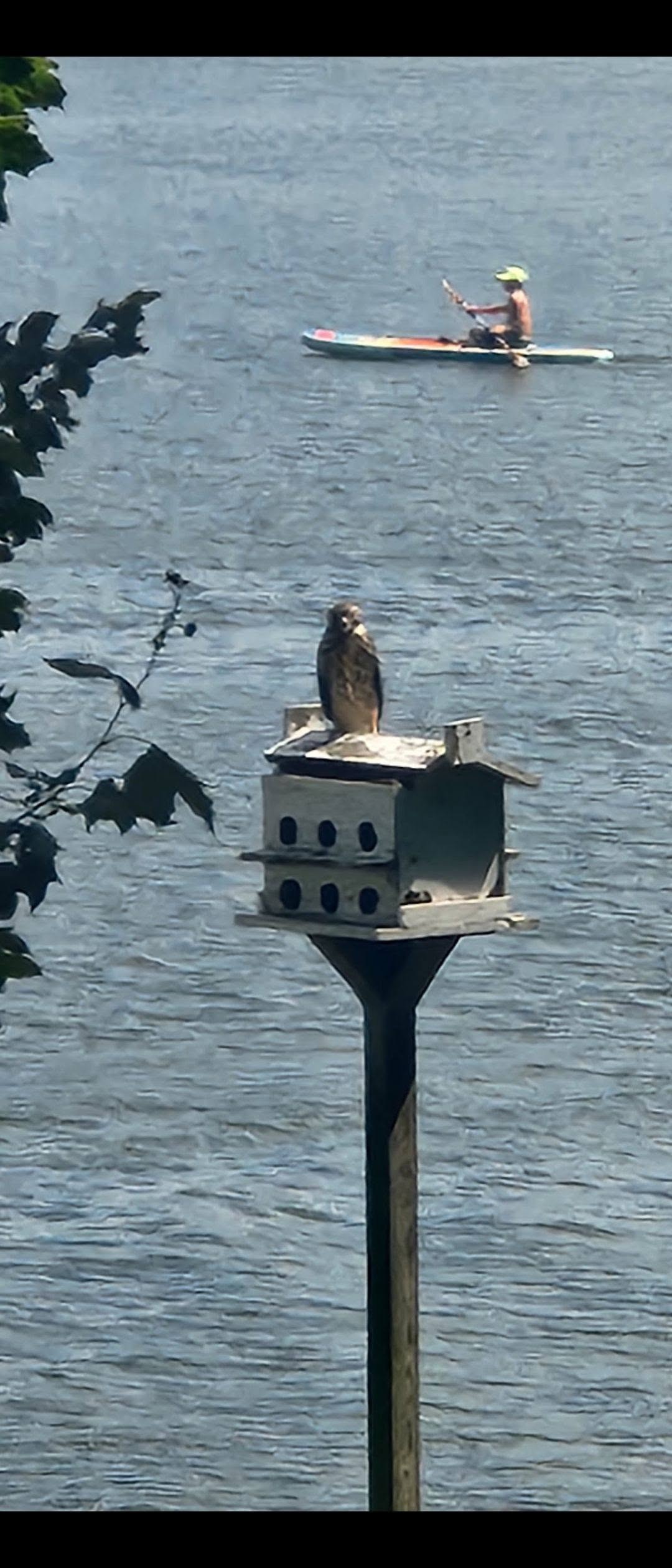 A bird perched on a birdhouse beside Lake Waukomis while a kayaker passes in the background
