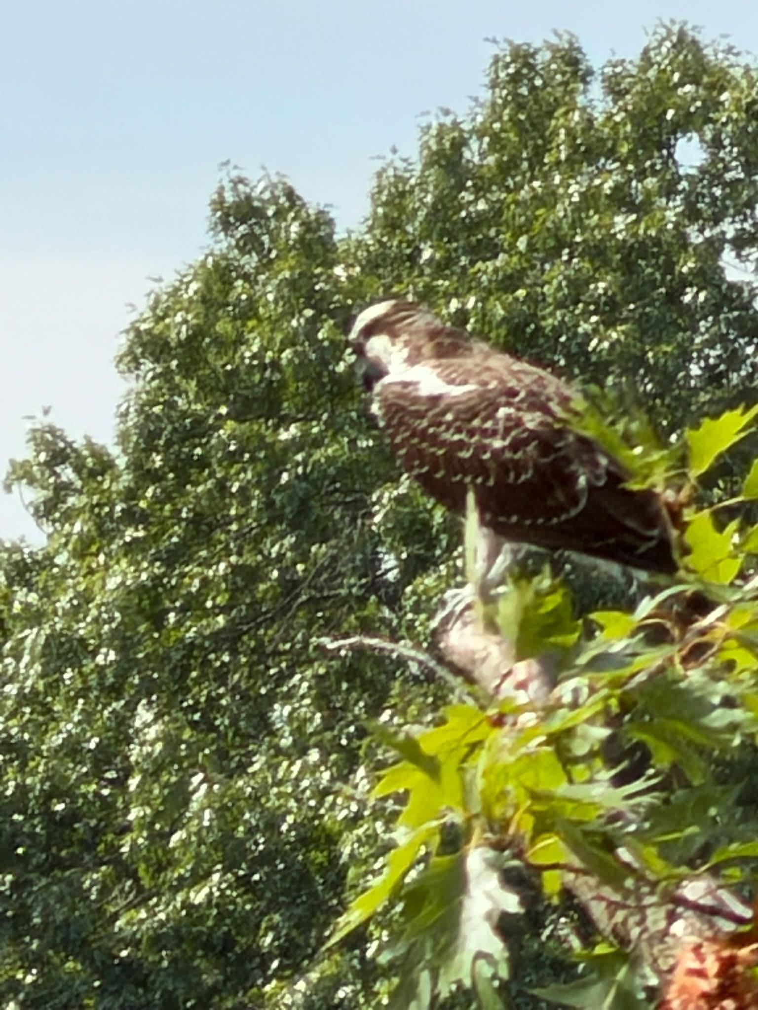 An osprey perched in a lakeside tree, photographed by Lynn Fredericks