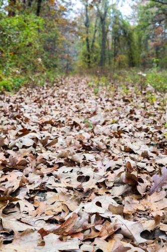 Fallen leaves covering the ground at Bicentennial Conservation Area