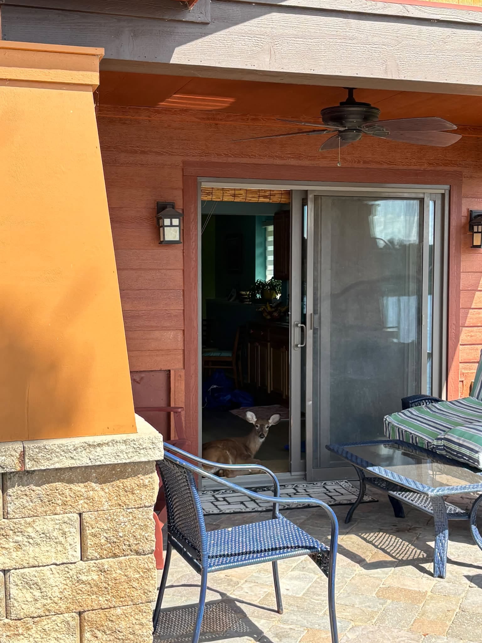 A deer resting inside Mickie’s open sliding door