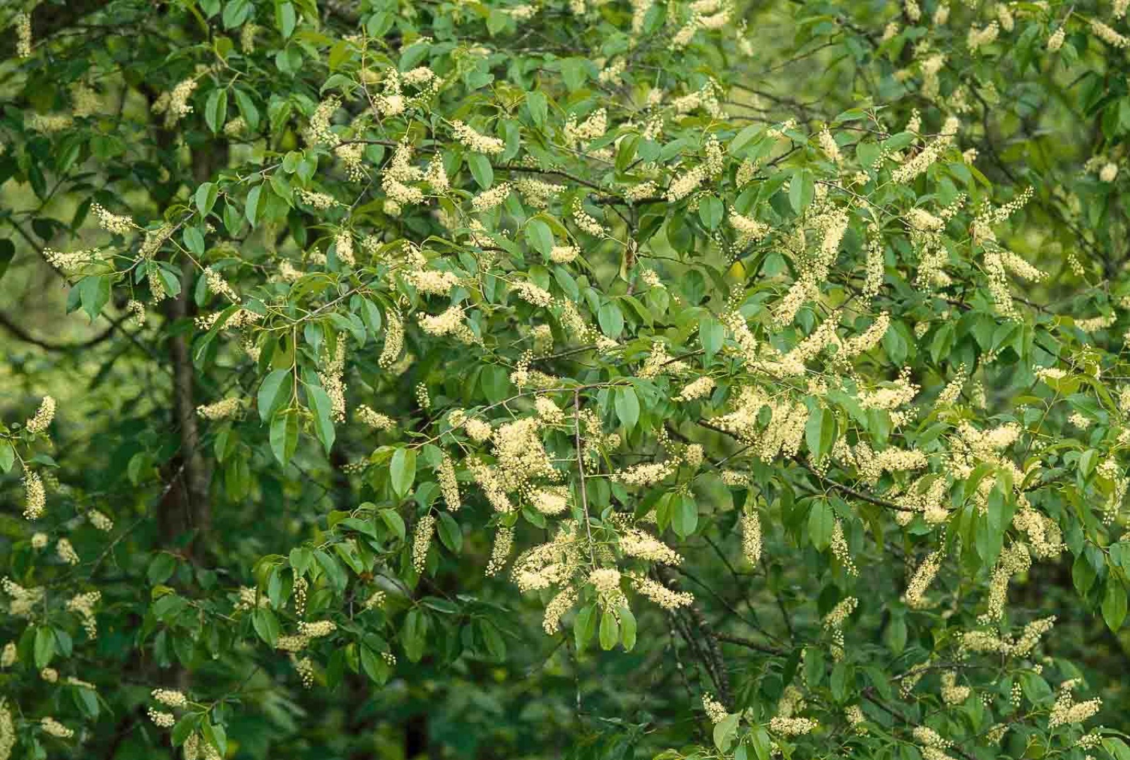 Ripe black cherry fruit and leaves